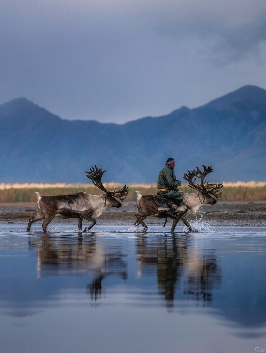 蒙古北部的驯鹿部落 摄影师Daniel Kordan
