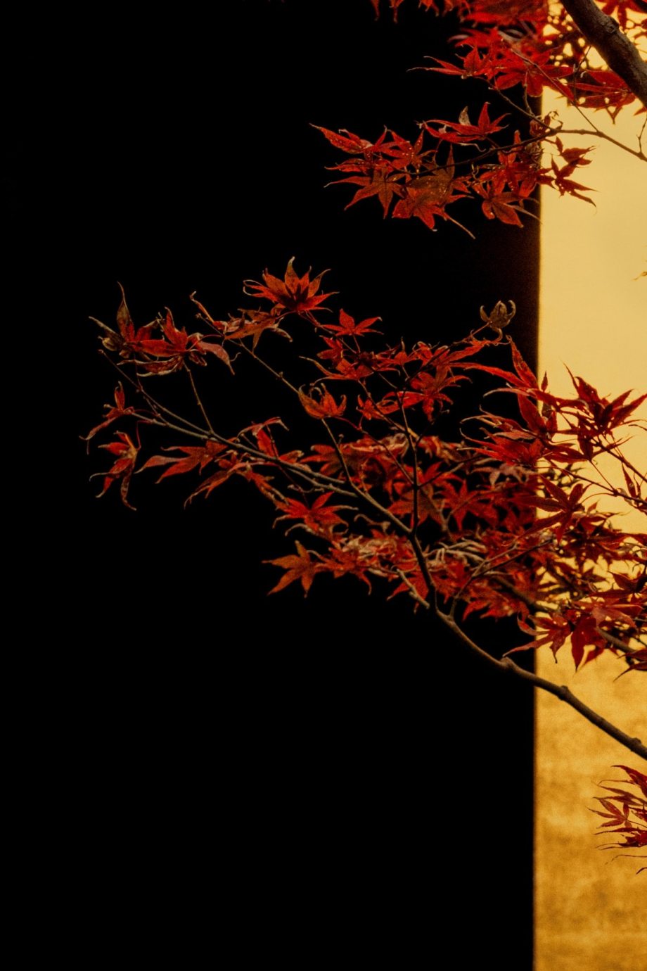 禅意的东方美学 | 摄影师Paul Cupido