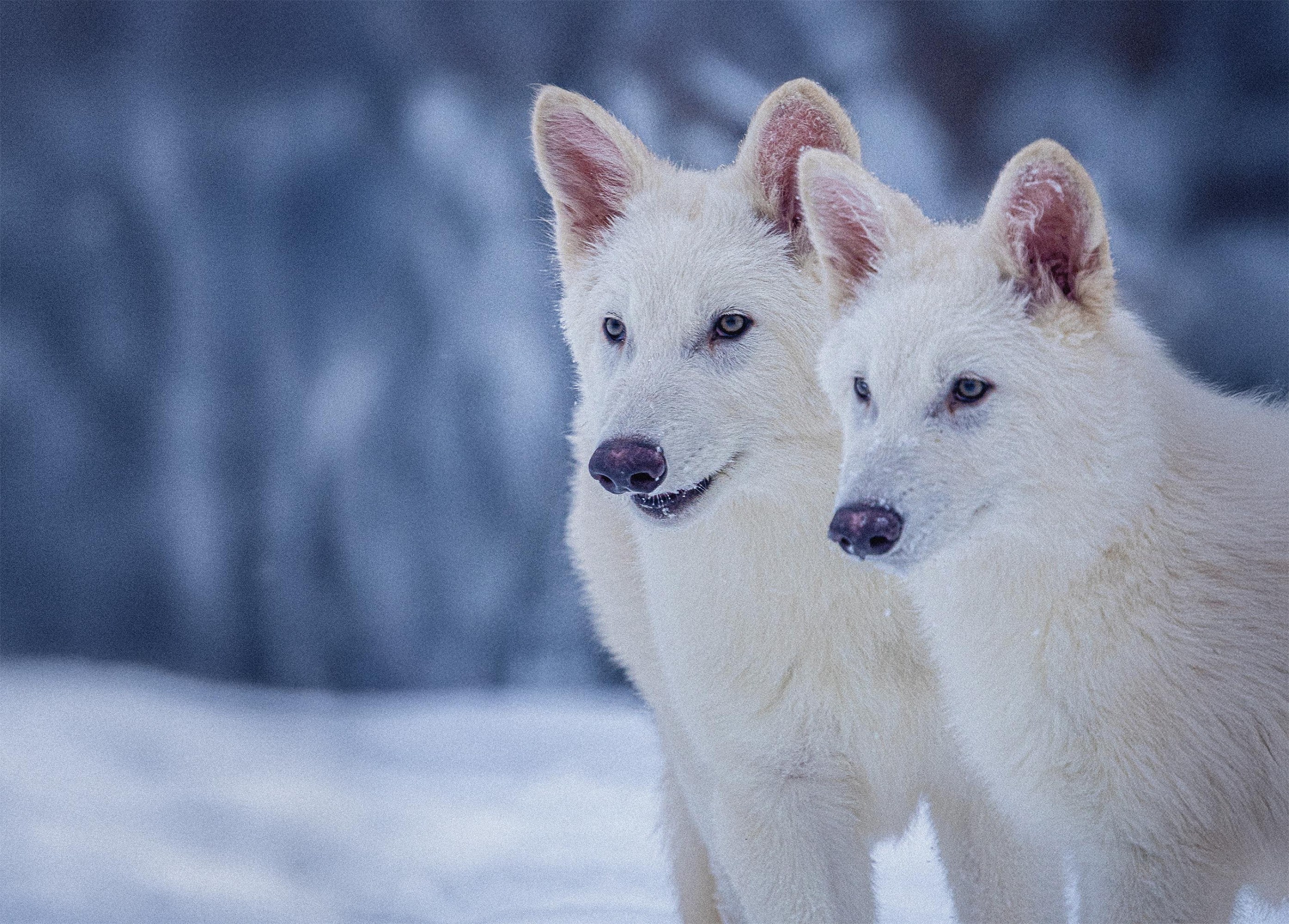 Two of the “dire wolves” at three months old.