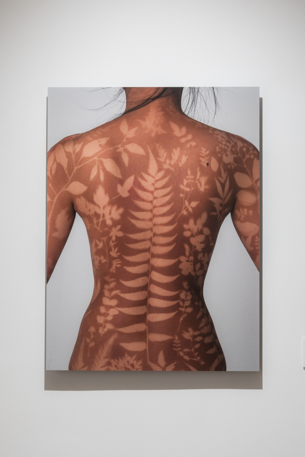 《植物标本晒痕文献》