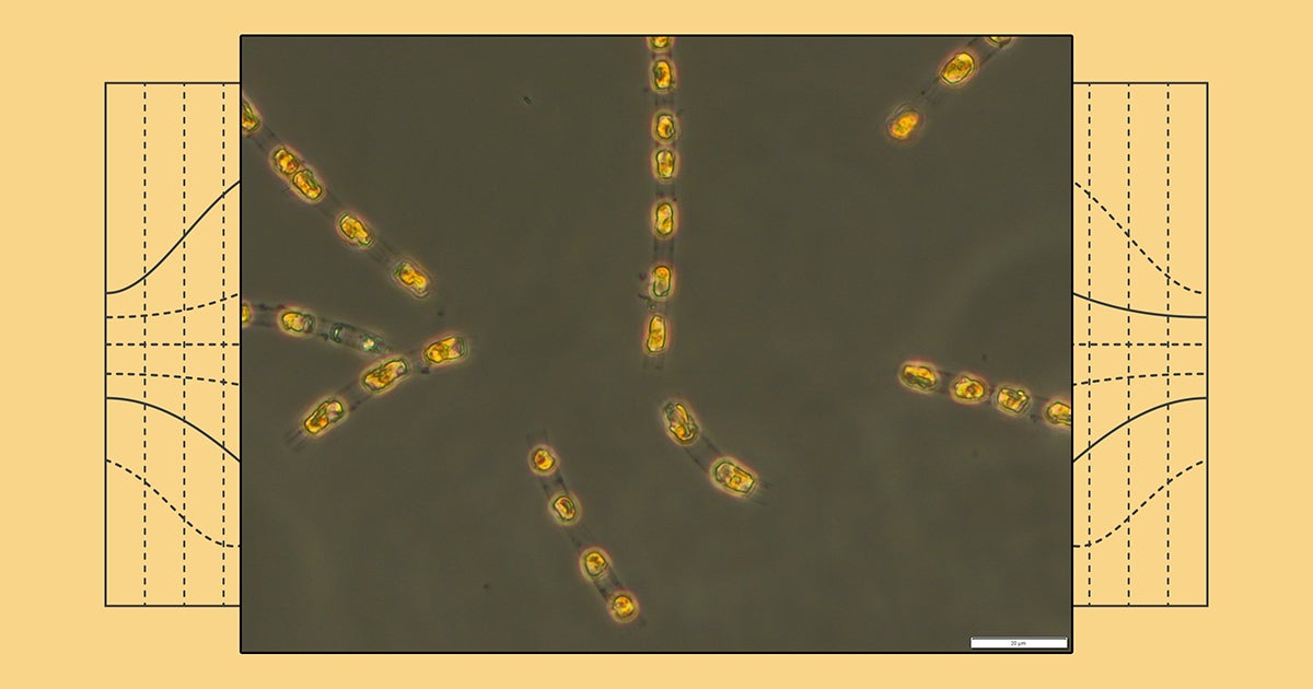 A team of researchers in Germany have revived algae cells found buried at the bottom of the Baltic Sea，where they’d lain dormant for more than 7，000 years.