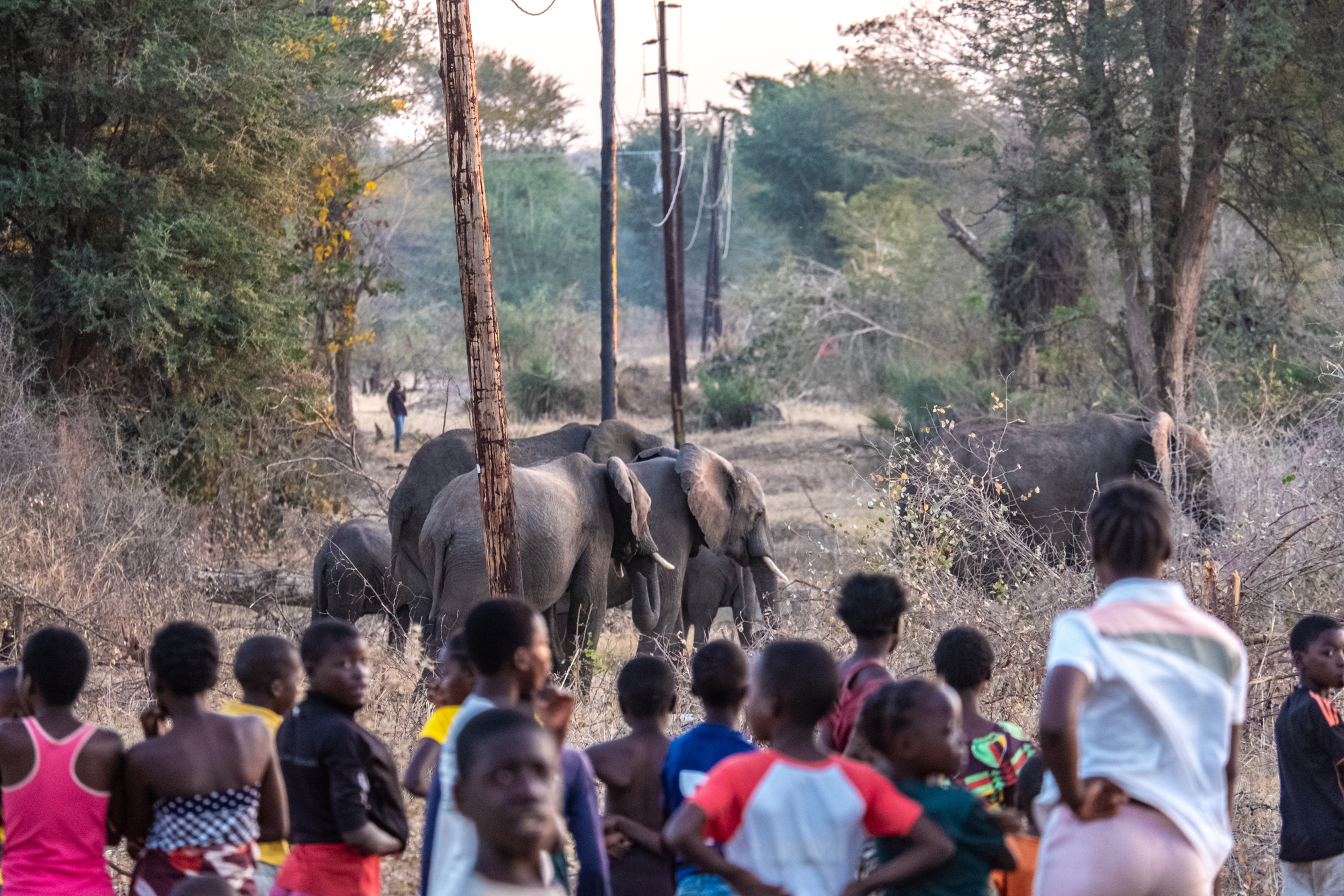 2024年8月31日，尚比亞利文斯頓，居民在市郊觀看象群經過。（攝影／Tommy Trenchard／Panos Pictures／NPR）