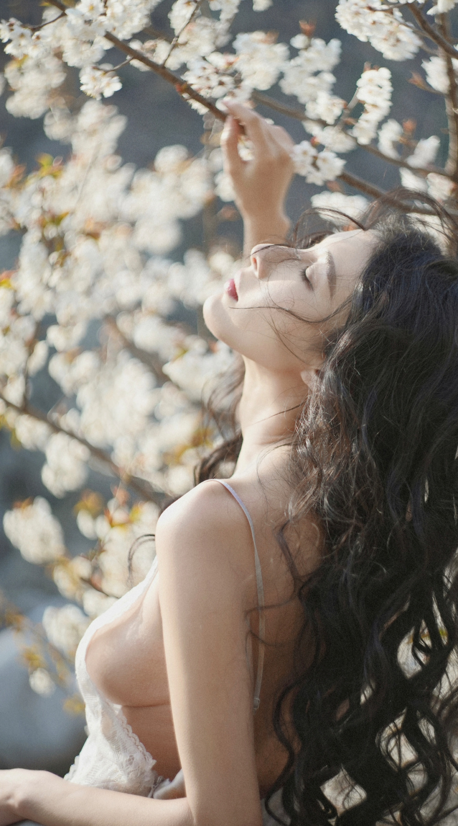 樱花在风的诗里