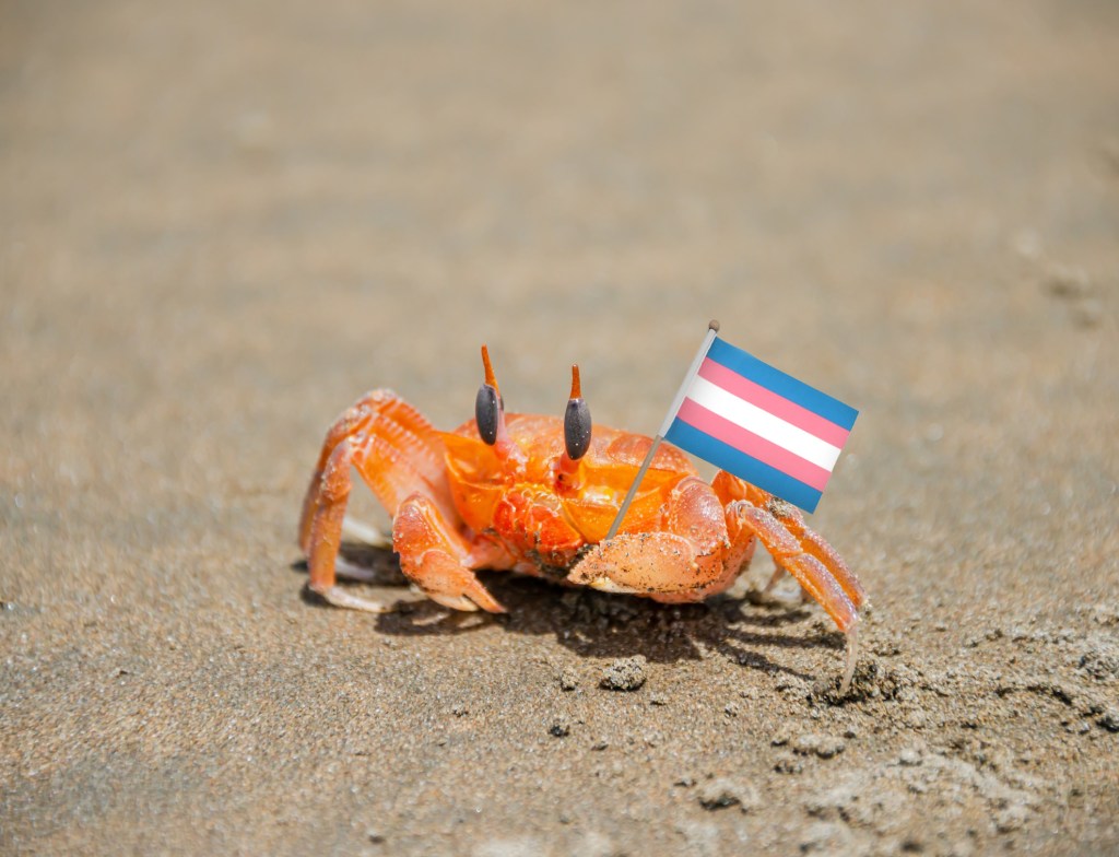 If this little guy can stand up for trans rights，so can you. (edit Valentina Di Liscia/Hyperallergic，photo via Getty Images)